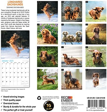 אמבר אדום לונגה -דישונדיס 2023 לוח שנה קיר חודשי לתלייה | 12 x 24 פתוח | נייר עבה ויציב | מתנה | כלב חמוד